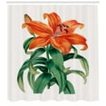 thumbnail image 3 of Ambesonne Summer Orange Shower Curtain, Thunberg's Lily Art, 69"Wx70"L, Coconut Burnt Orange, 3 of 3