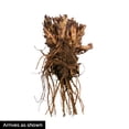 thumbnail image 3 of Maidenhair Fern Dormant Bare Root Perennial Starter Plants, 5-Pack, 3 of 3