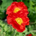 thumbnail image 4 of RedCrocus Champagne Scarlet Icelandic Poppy - Vibrant Late Spring Bloom, Butterfly Attracting, Garden & Container Plant  1 Gallon (Pack of 10), 4 of 10