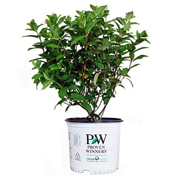 Fire Light® Panicle Hydrangea