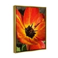 thumbnail image 5 of Stupell Industries Bold Red Poppy Flower Blossom Petals Photograph Metallic Gold Floating Framed Canvas Print Wall Art, Design by Heidi Bannon, 5 of 5