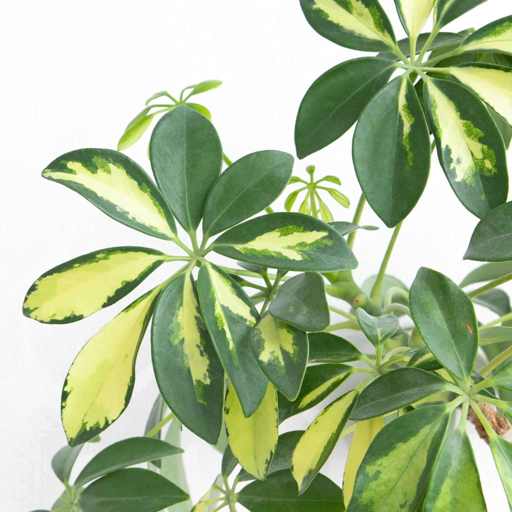 Schefflera in 8" Grower Pot, Air Purifying Live Plant, Grower's Choice Seasonal Selection