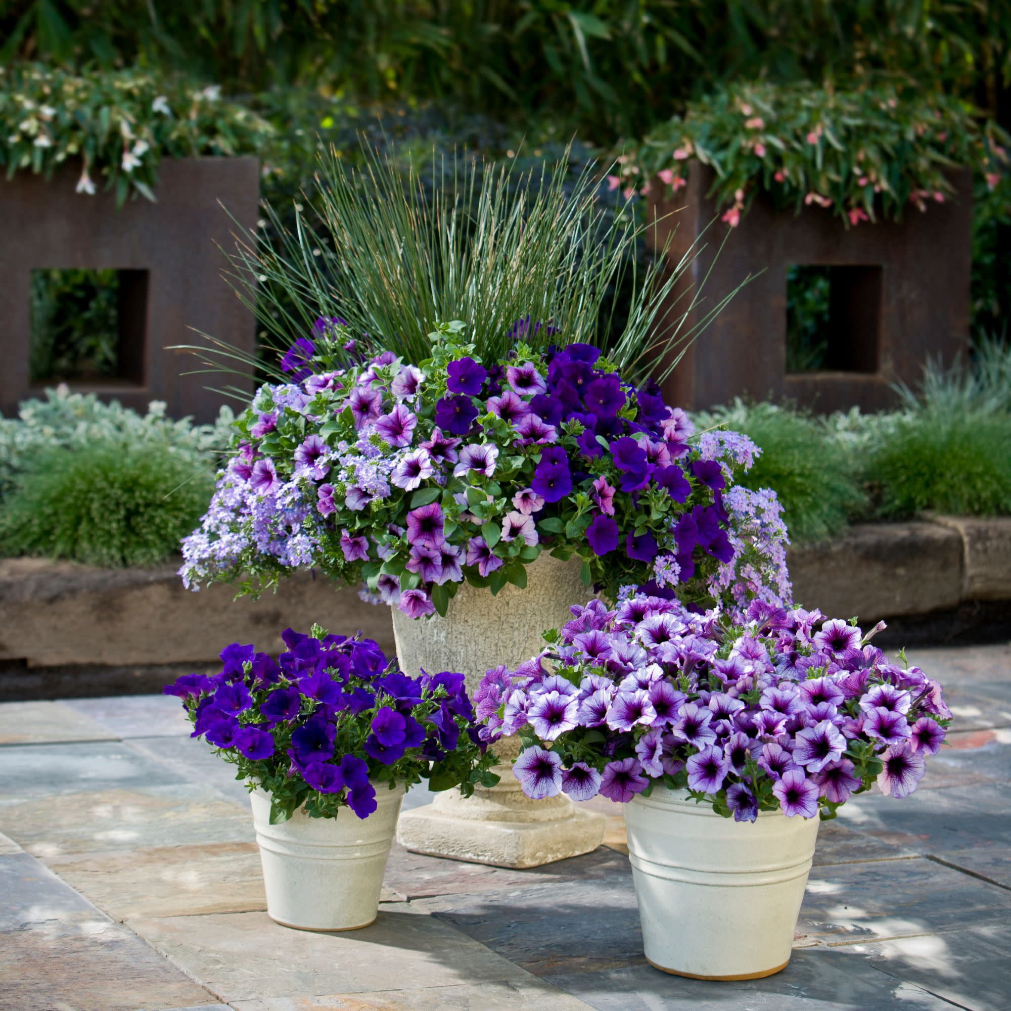 Proven Winners 4" Multicolor Superbena Stormburst Verbena Live Plant in 4.25" Pot (4 Count)