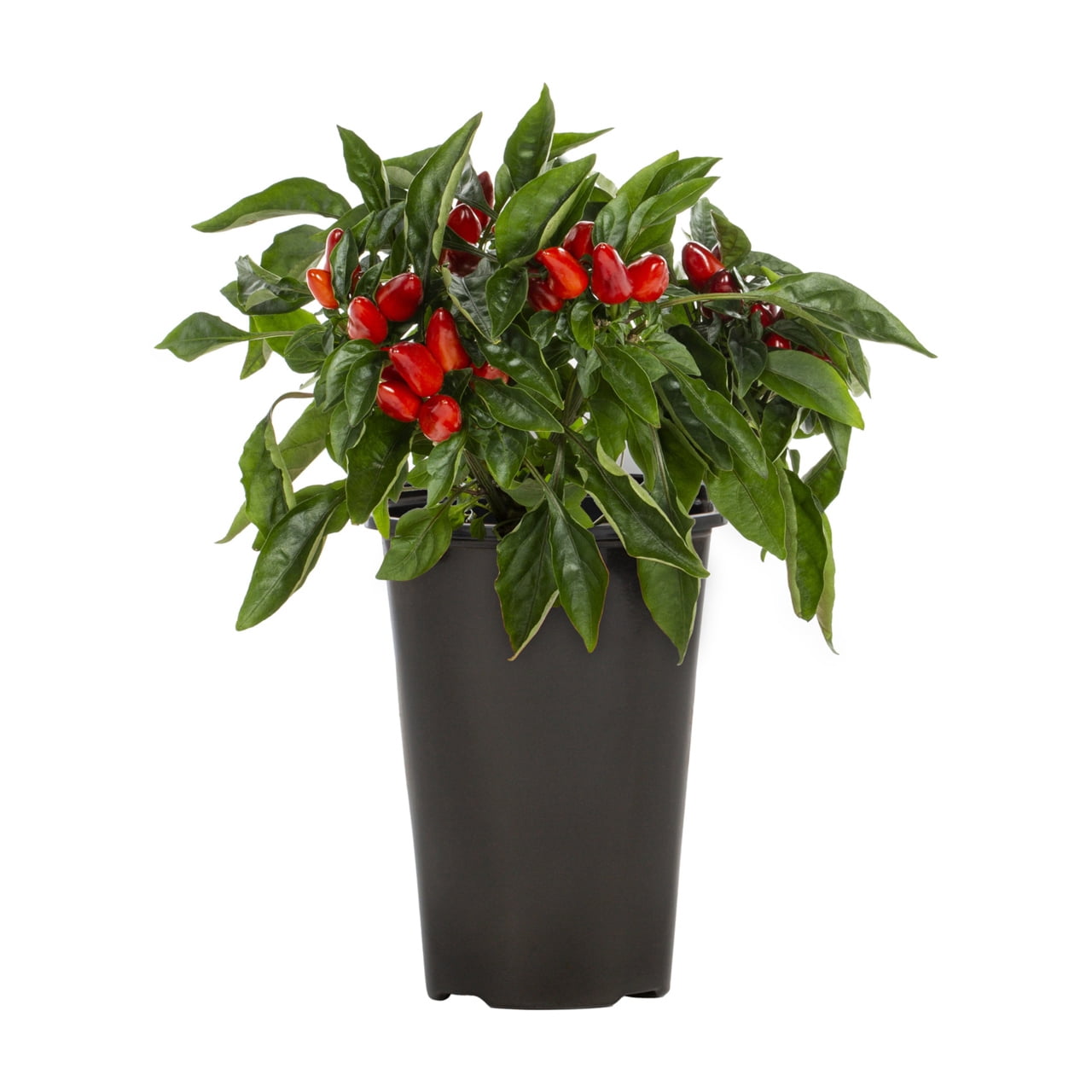 Expert Gardener 1QT Ornamental Red Pepper Live Edible Plant Sun 5-Pack