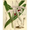 thumbnail image 2 of Curtis, William 26x31 Black Ornate Wood Framed with Double Matting Museum Art Print Titled - Orchid, Cattleya Intermedia, 2 of 4