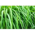 thumbnail image 6 of 100 Seeds LEMONGRASS East Indian Lemon Grass Fragrant Edible Cymbopogon Seeds, 6 of 11