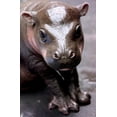 thumbnail image 4 of Cute Pygmy Hippopotamus Wall Poster with Push Pins, 14.725" x 22.375", 4 of 5