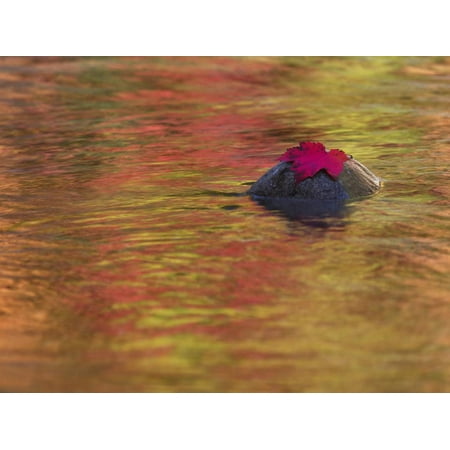 Red Rock Maple Grove Red Maple Leaf on Rock in Swift River, White Mountain National Forest, New Hampshire Print Wall Art By Adam Jones ()