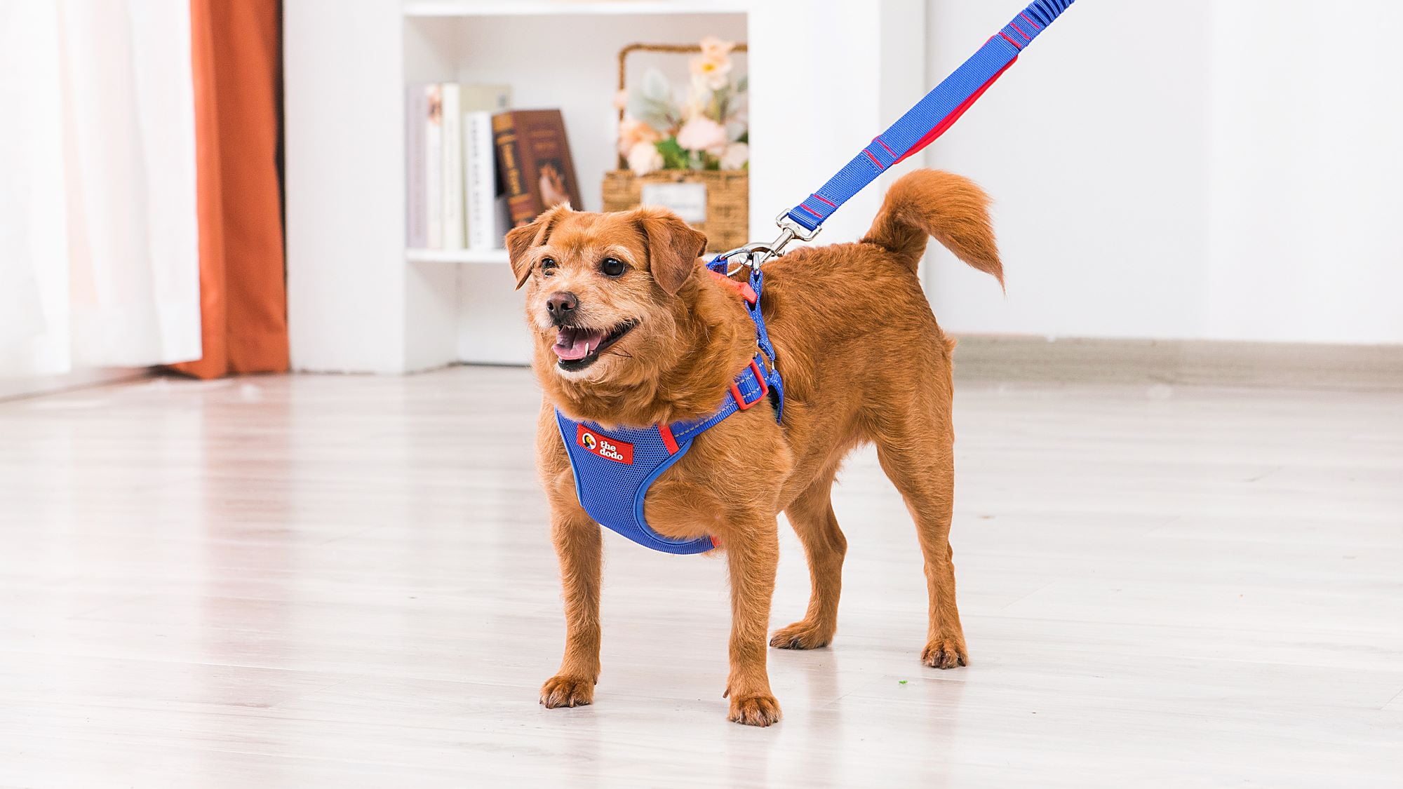 (2 pack) The Dodo: Adjustable Blue Mesh Harness - Small