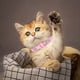thumbnail image 2 of Pet Bone Rhinestone Collar - Ajustable 20-28cm, Material PU, Campana, para Perro/Gato, Regalo, 2 of 4