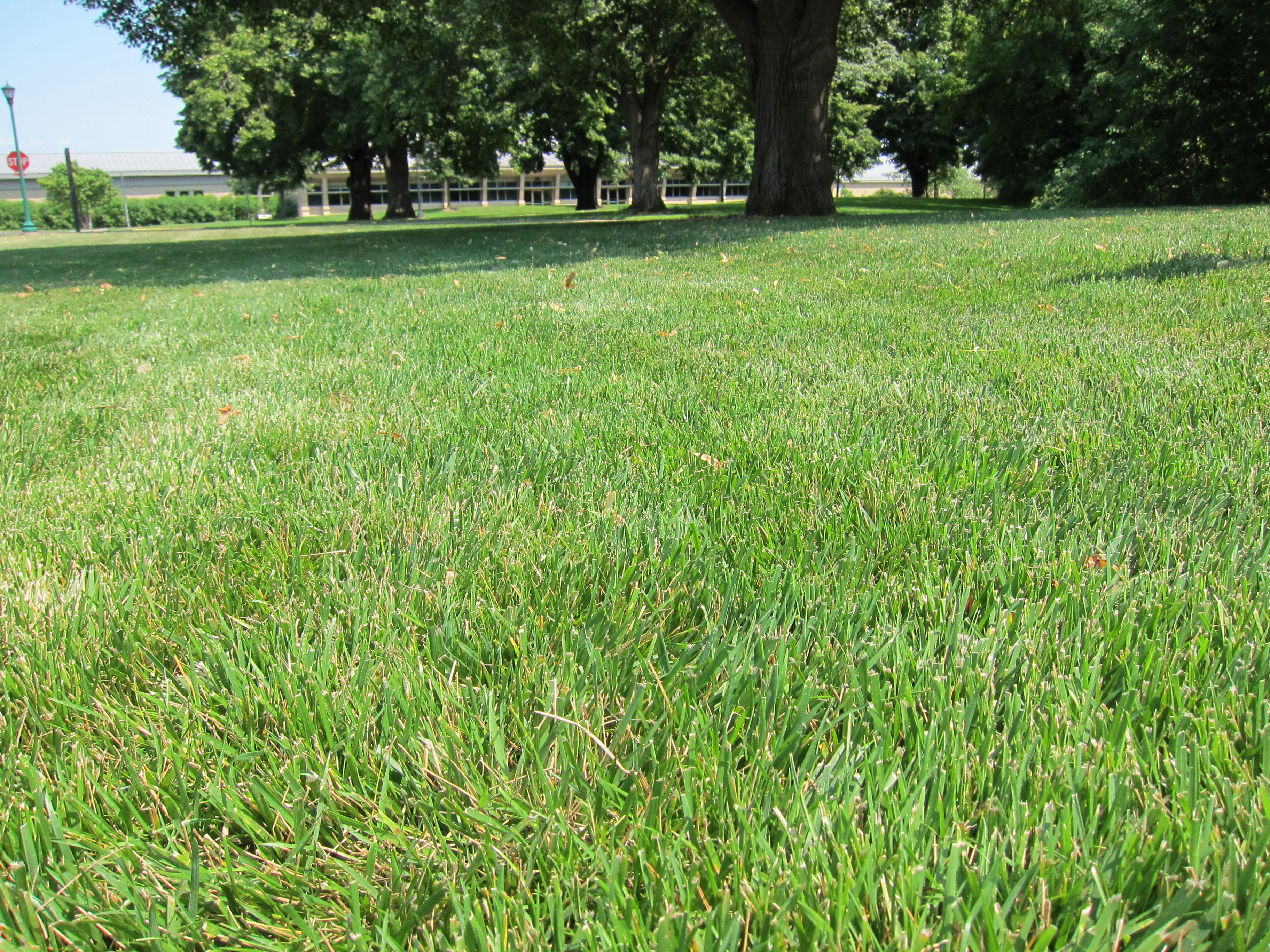 Hale Habitat & Seed Tough Lawn Seed Mix, Traffic Tolerant, Durable & Persistent, 1000 Square Feet