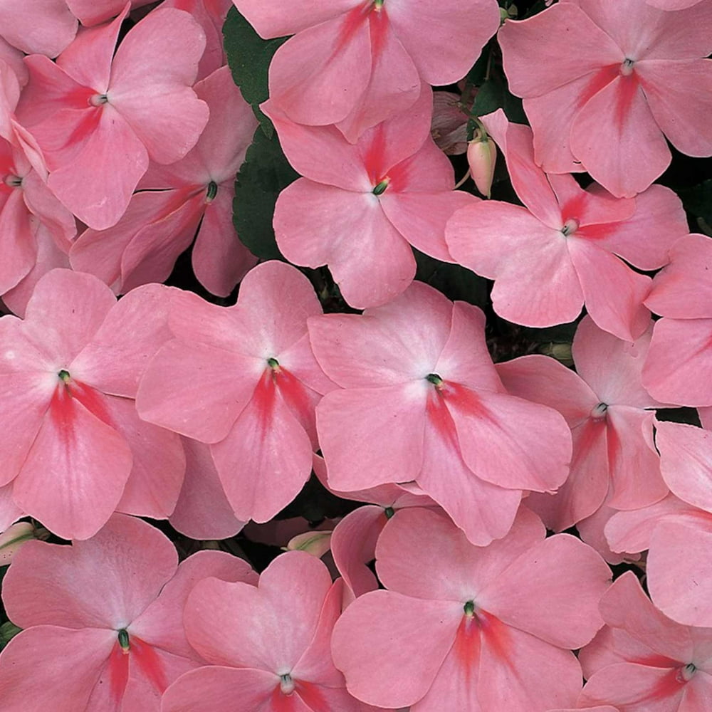 Impatiens Flower Garden Seeds F1 Accent Series Coral 500 Seeds