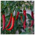 thumbnail image 2 of Everwilde Farms - 1 lb Organic Sweet Cayenne Hot Pepper Seeds - Gold Vault Bulk Seed Packet, 2 of 3
