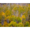 thumbnail image 2 of Gulin, Sylvia 24x20 Gold Ornate Wood Framed with Double Matting Museum Art Print Titled - USA-Idaho-Highway 36 west of Liberty and hillsides covered with Aspens in autumn, 2 of 4