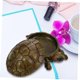 thumbnail image 3 of Joyero de resina con forma de tortuga Healifty con tapa extraíble, soporte decorativo para anillos, collares, pendientes, pequeño estuche de almacenamiento para organizar joyas y decorar el hogar., 3 of 4
