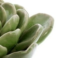 thumbnail image 4 of Céramique Décorative Succulente de 5,5 Pouces avec Base Stable, Vert, 4 of 5