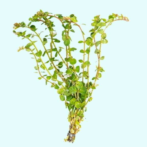 Rotala Indica Live Aquarium Plants BUY 2 GET 1 FREE