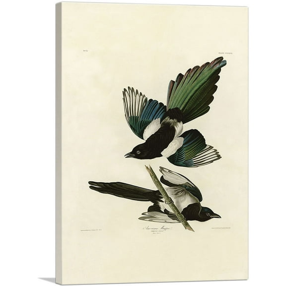 ARTCANVAS American Magpie Canvas Art Print by John James Audubon - Size: 26" x 18" (0.75" Deep)