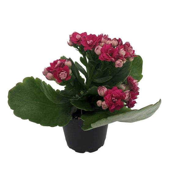 Purple/Magenta Calandiva - 2.5" Pot - Budded Kalanchoe - Double Purple Blooms