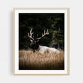thumbnail image 2 of Resting in the Rockies - Banff Alberta Canada Photography Nature Wildlife Forest Scenic Autumn Rustic Rural Unframed Wall Art Print 22 x 28 inches, 2 of 13