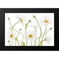 thumbnail image 2 of Disher, Mandy 24x17 Black Modern Framed Museum Art Print Titled - Ox Eye Daisies, 2 of 5