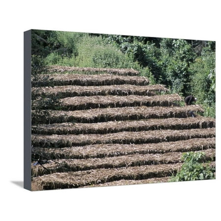 Coffee Plants Grown Under Shade, Bendele Region, Oromo Country, Ilubador State, Ethiopia, Africa Stretched Canvas Print Wall Art By Bruno