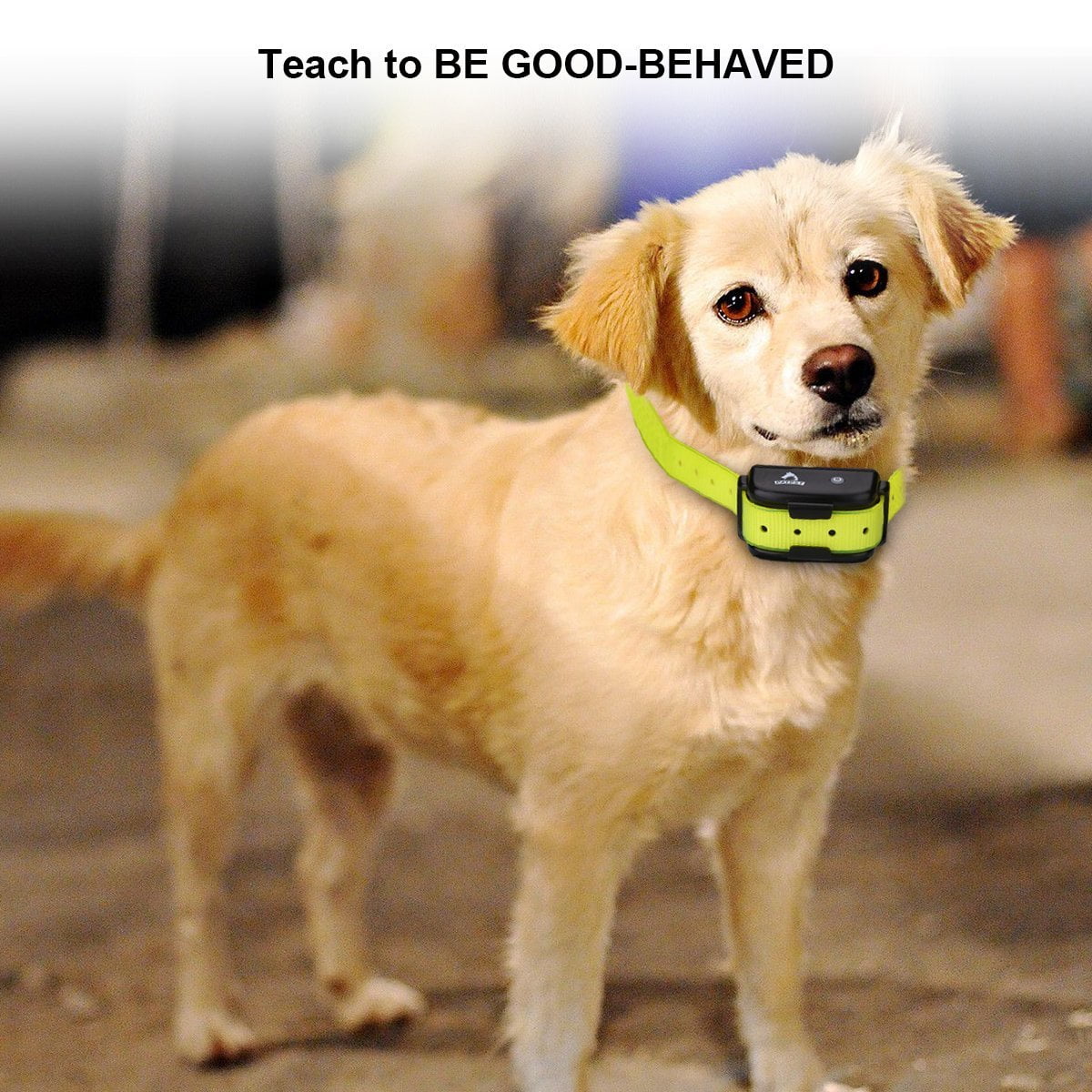 10 Best Dog Training Collars Of 2023 And How To Use Them