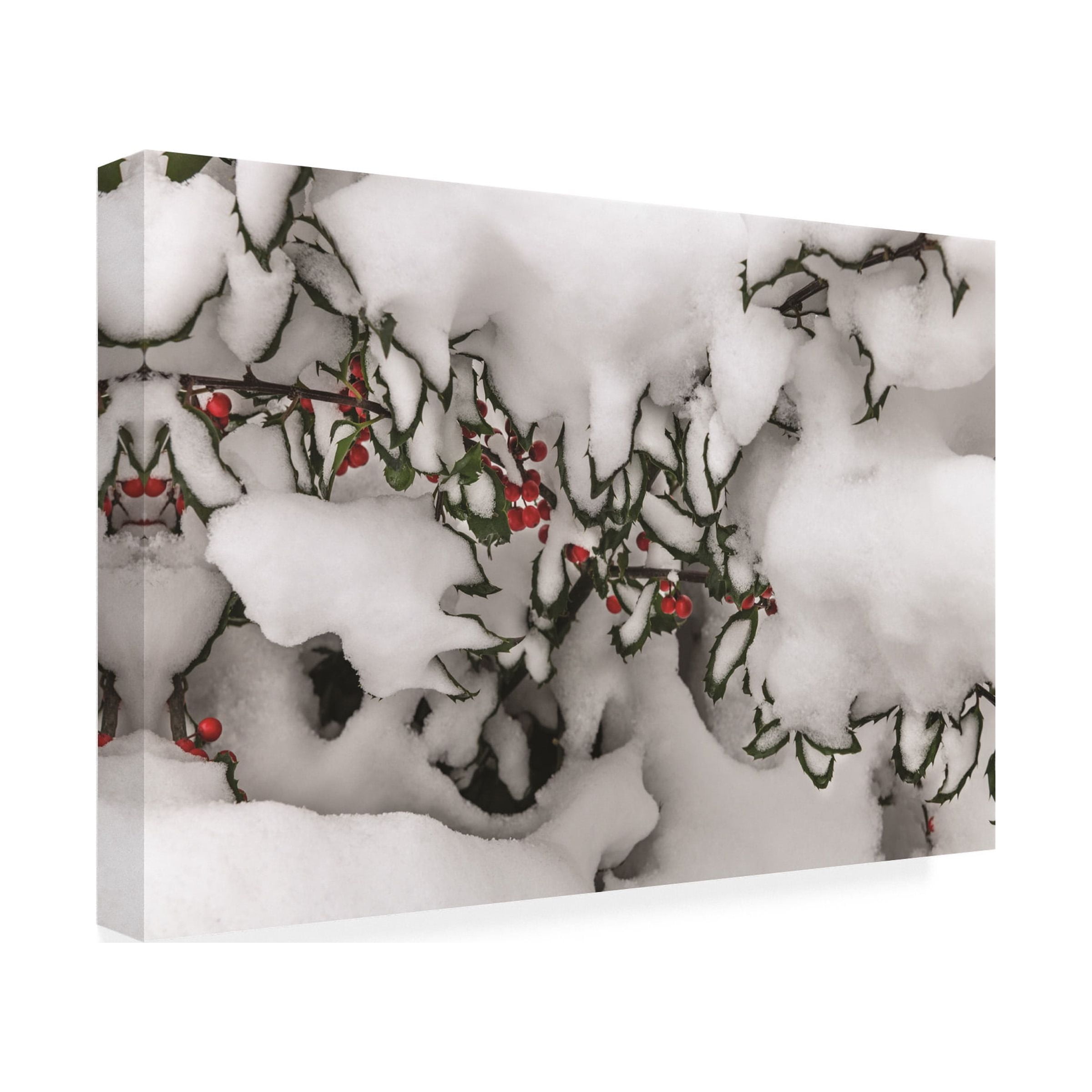 Kurt Shaffer Photographs 'Snow Holly' Canvas Art