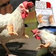 thumbnail image 1 of Mordaza Regalo Pollo Disfraz Brazos Juguete Para Pájaro Pollo Serendint HA044689-02, 1 of 6