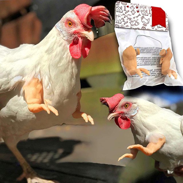 Mordaza Regalo Pollo Disfraz Brazos Juguete Para Pájaro Pollo Serendint HA044689-02