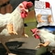 thumbnail image 1 of Mordaza Regalo Pollo Disfraz Brazos Juguete Para Pájaro Pollo Cateissary HA044689-02, 1 of 6