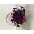 thumbnail image 6 of Expert Gardener 306 PK Multicolor Petunia Wave (1 pack) Grower pot, 6 of 8