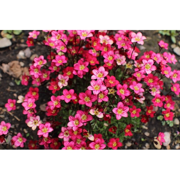 50 ROSE ROBE SAXIFRAGA Saxifraga Arendsii Mossy Rockfoil Evergreen Flower Seeds