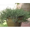 thumbnail image 4 of English Thyme plant ( Organic ), common thyme 10- 3.5 inch pots, 4 of 5