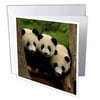 3dRose Giant panda bears, Wolong China Conservation, CHINA-AS07 POX0378 - Pete Oxford, Greeting Cards, 6 x 6 inches, set of 6