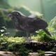 thumbnail image 5 of 4pc Realistic Crow Feathered Crow For Halloween Decorations Birds, 5 of 6