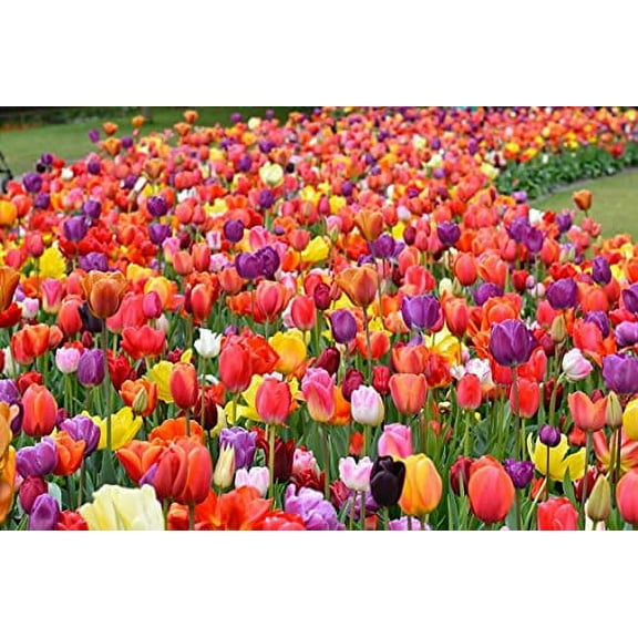 Tulip Bulbs for Fall Planting | Mixed Perennial Flower Tulip Bulbs | Zones 3-8 | Bulb Size 10/11cm