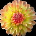 thumbnail image 2 of Foschino, Suzanne 20x20 White Modern Wood Framed Museum Art Print Titled - Dahlia 27, 2 of 4