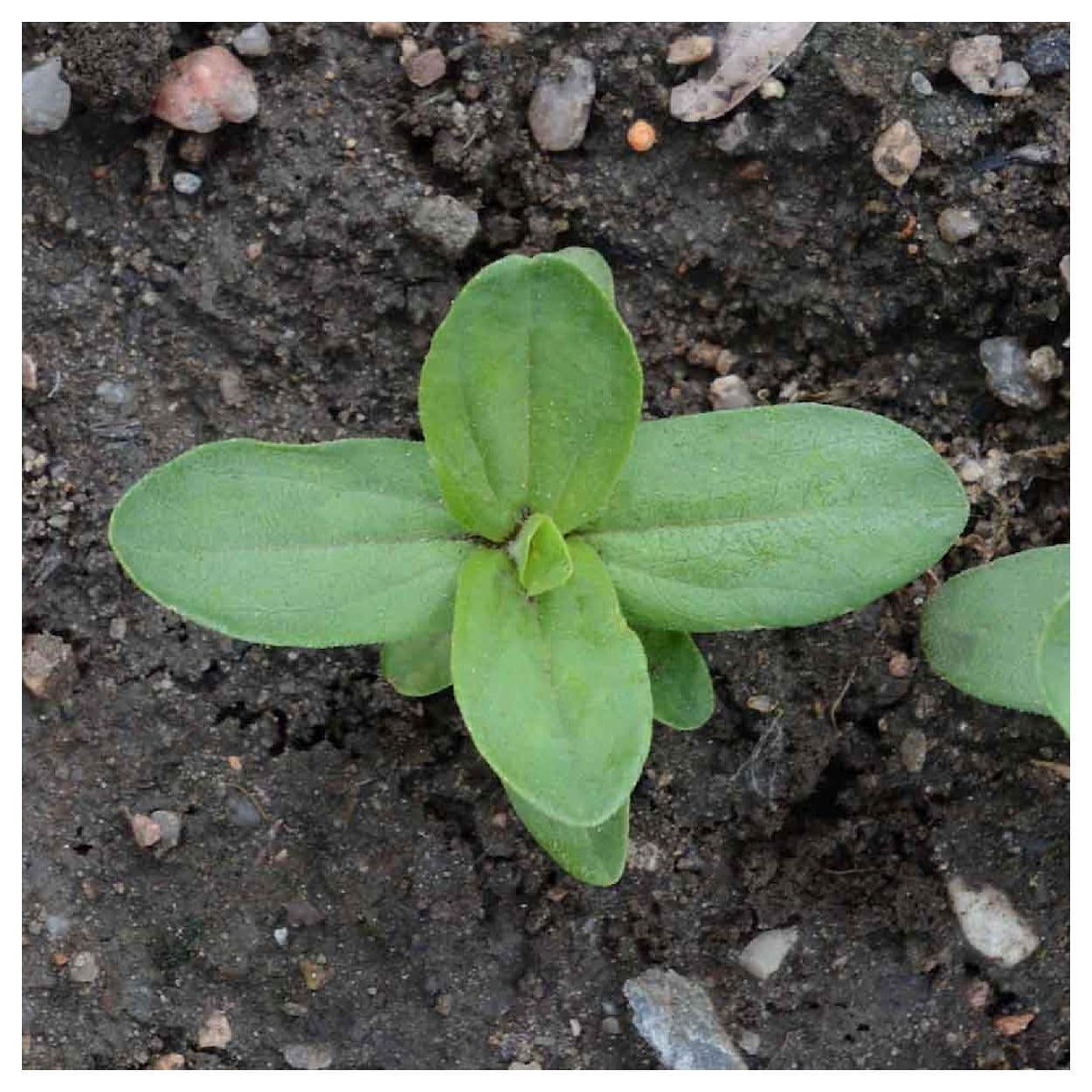 Everwilde Farms - 1 lb Canary Bird Zinnia Garden Flower Seeds - Gold Vault Bulk Seed Packet