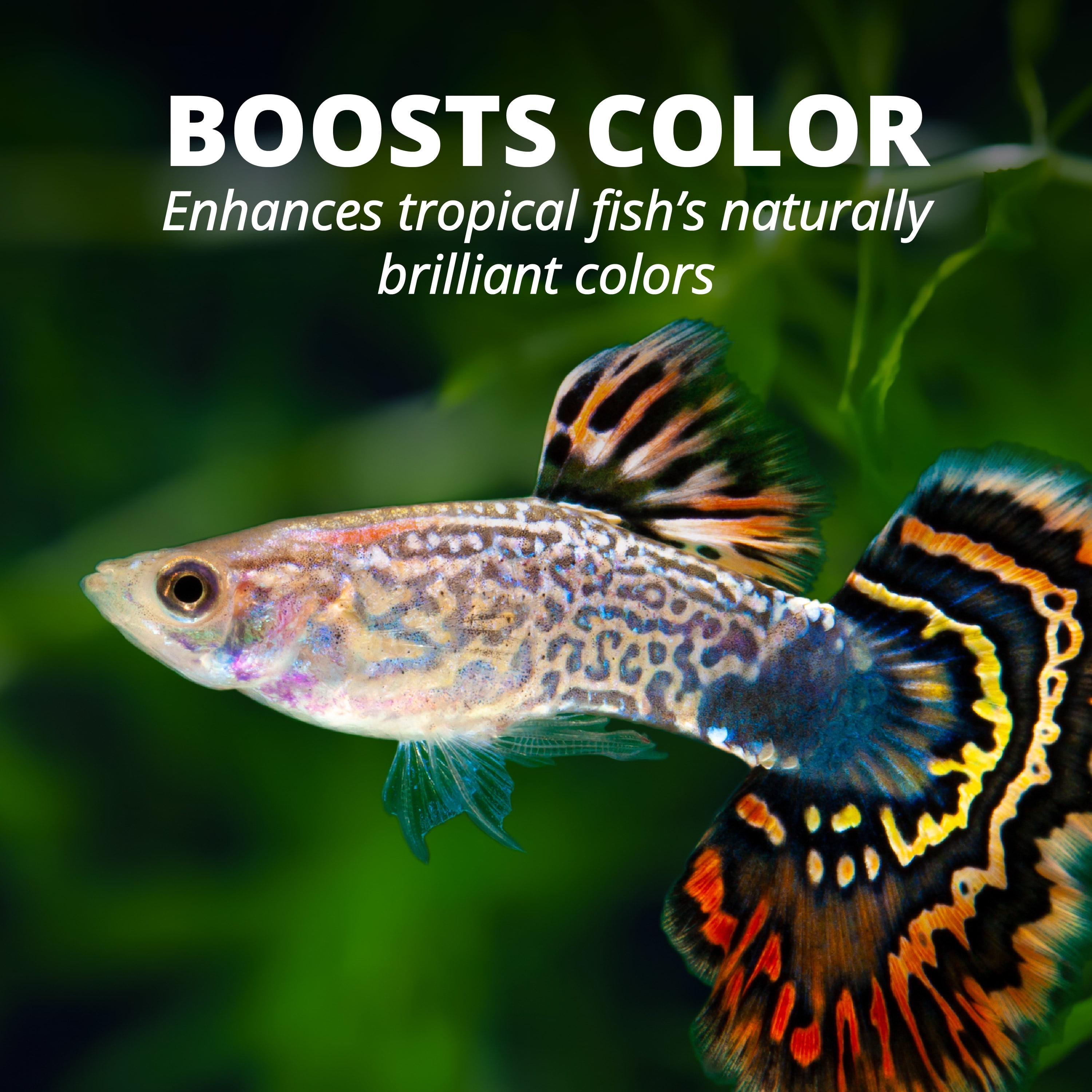Tetra Tropical Color Flakes Fish Food, Clear Water Advanced Formula, 7.06 oz
