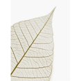 thumbnail image 1 of Transparent Leaf Poster Print by Kelly Redinger, 26 x 34 - Large, 1 of 1