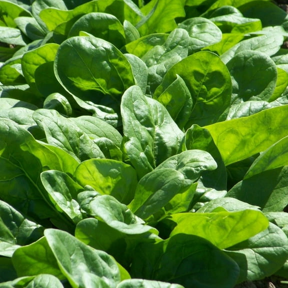 TomorrowSeeds - Bloomsdale Spinach Seeds - 200  Count - For 2025 Planting Garden Green Vegetable