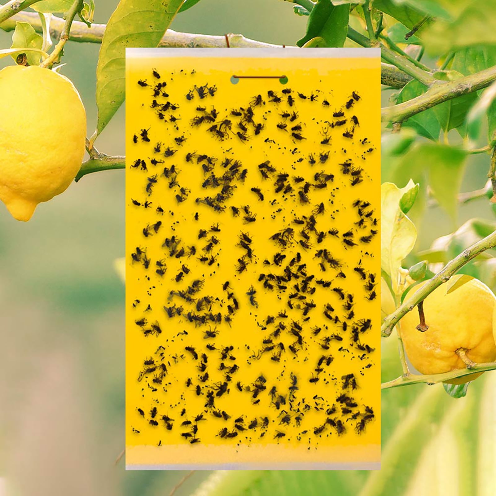 Dual-Sided Sticky Fly Paper Yellow Traps Fruit Flies Insect Glue Catcher Wasp 