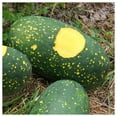 thumbnail image 3 of Everwilde Farms - 10 Organic Red Moon And Stars Watermelon Seeds - Gold Vault Jumbo Bulk Seed Packet, 3 of 5