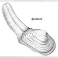 thumbnail image 3 of CafePress - Geoduck Long Sleeve T Shirt - Unisex Cotton Long Sleeve T-Shirt, 3 of 4