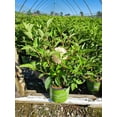 thumbnail image 4 of Magical� Ruby Snow Hydrangea, 4 of 4