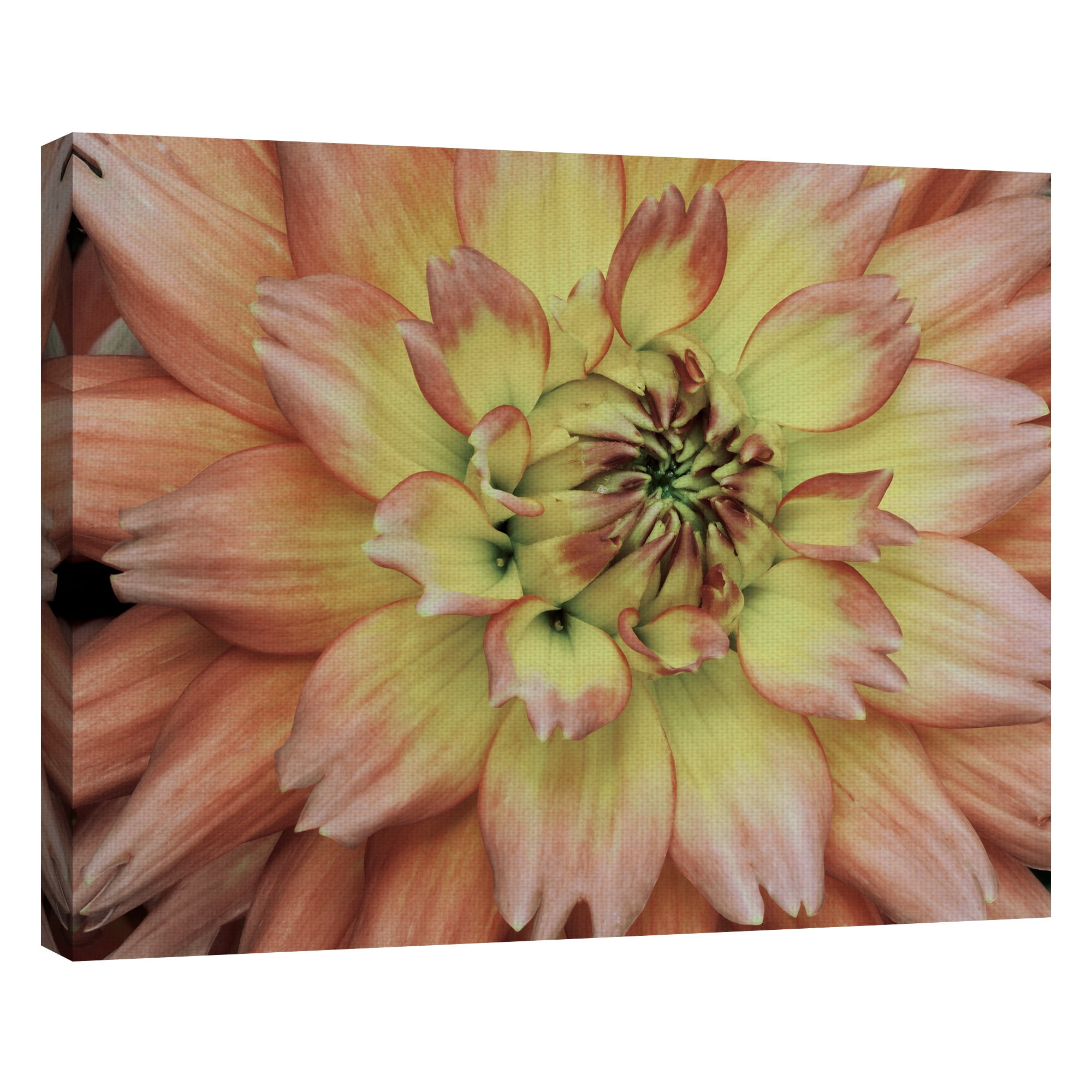 Masterpiece Art Gallery Pink Passion Soft Horizontal Flower By Robin Constable Hanson Canvas Art Print 22" x 28"