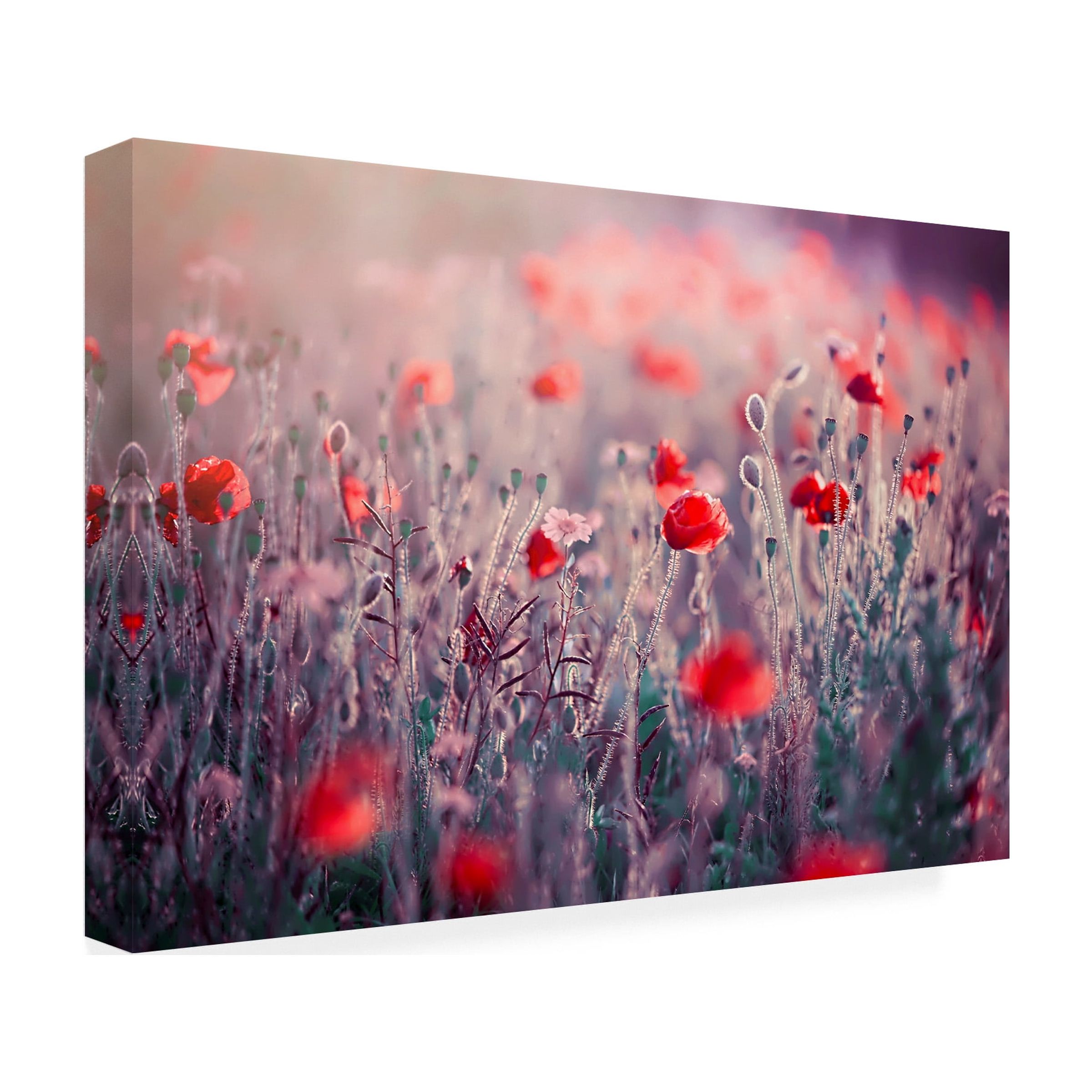 Jacky Parker 'Poppy Meadow' Canvas Art