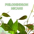 thumbnail image 2 of BubbleBlooms Philodendron Micans Hederaceum Live Plant in Pot, Heart-Leaf Philo Sweetheart, 2 of 9