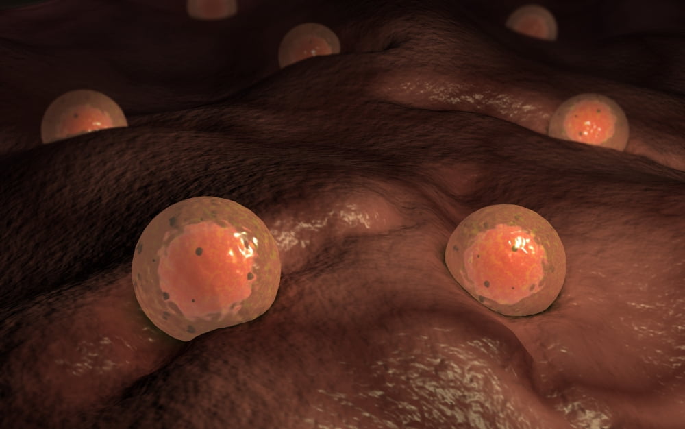 Microscopic view of ovules Canvas Art - Stocktrek Images (36 x 23)